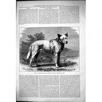 Whist Híbrido Notable 1875 de la Exposición Canina de Birmingham del Último del Perro de Garry de la Impresión Antigua
