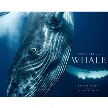 Beautiful Whale