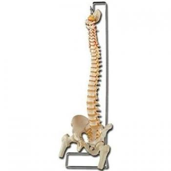 Gima 40130 - Modelo columna vertical, con cabezas femeninas