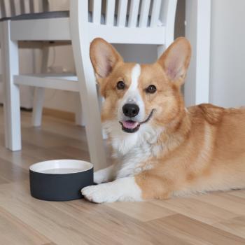 Magisso Happy Pet Project Ceramic Pet Water Bowl, Medium