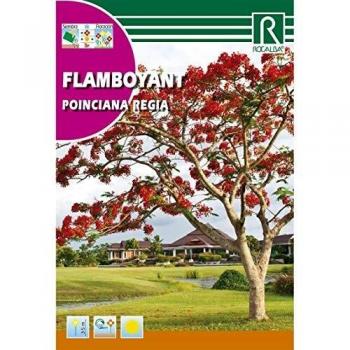 Semillas de Flamboyant Ponciana regia