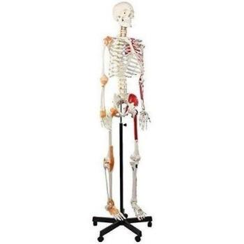 Cranstein E-125 esqueleto, 175cm, con pintura de músculos y ligamentos, columna vertebral flexible