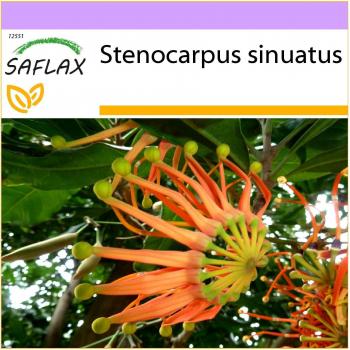 SAFLAX - Árbol Firewheel - 20 semillas - Stenocarpus sinuatus