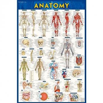 Anatomy - Laminated Poster