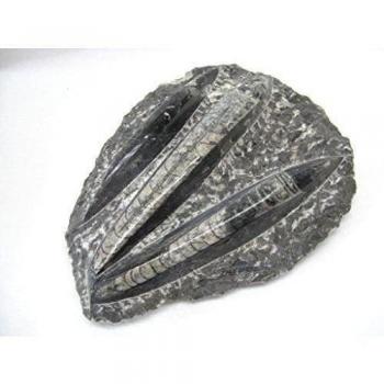 natural mente – Fossil ien placa, aprox. 15 x 14 cm, aprox. 1,0kg, Orthoceras, cristal, mineral, cretáceo, nº 1568