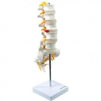 S24.3193 - Modelo anatómico de vértebra lumbar