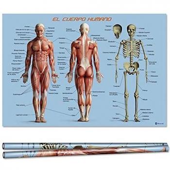 Posters del Cuerpo Humano Educativo Pósteres de Decoración Educativa para niños Gráficos de Pared Coloridos y para Colgar