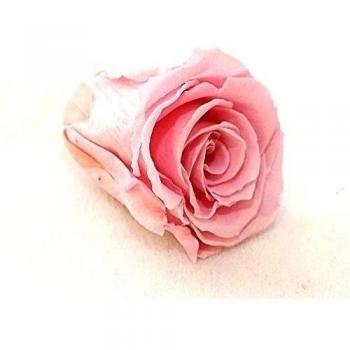 Verdissimo - Cabeza rosa rosa pastel 6 ud. c.24