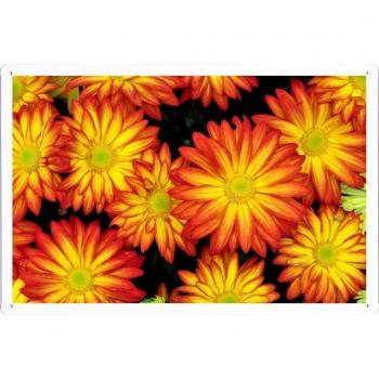 Metal cartel Cartel de chapa Hojalata sesión Flower Tin Sign Flowers Bright Petals Colorful Close-Up 36455 Retro Vintage Pared Decoración by hamgaacaan