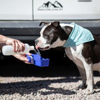 Botella de agua portátil para perros 500ml con bebedero y mosquetón - Ideal para viajes y caminatas