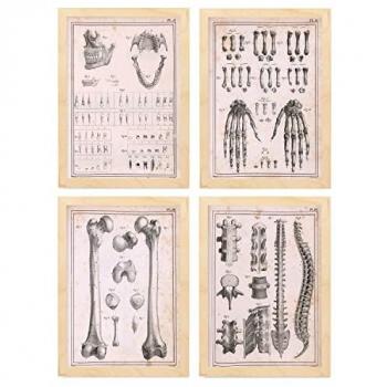 Set de 4 Pósters Vintage de Anatomía Humana en A4 con Marco Color Madera - Ilustraciones de Columna Vertebral, Manos y Mandíbula para Decoración Interior
