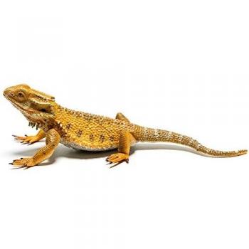 Collecta - Dragon Barbudo -L- 88567