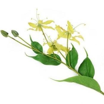 Floral Elegance F081YL - Lirio Llama, Fuego Artificial, 102 cm , Color Amarillo