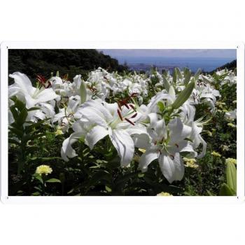 Metal cartel Cartel de chapa Hojalata sesión Flower Tin Sign Lily White Flowers Horizon 47900 Retro Vintage Pared Decoración by hamgaacaan