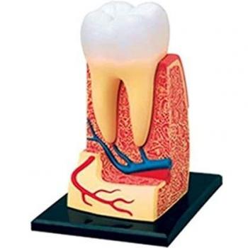 Modelo Educativo, Modelo De Anatomía De Órganos Dentales Humanos, Equipo De Laboratorio, Dentista