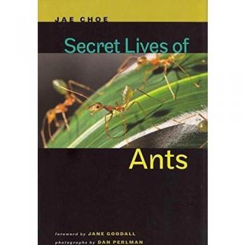 Secret Lives of Ants