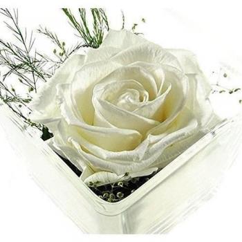 Flores de adorno floral de una ewige de Rose Contiene una verdadera Premium blanca de Rose conservadas. - Unser Arrangement Exclusivo de flores se hechas a mano. y con el amor.