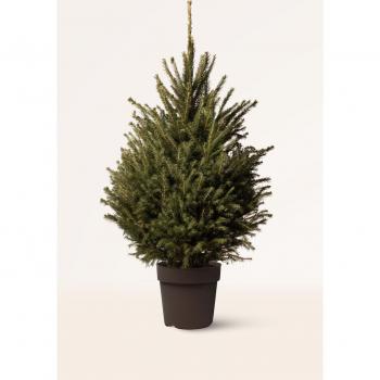 Árbol de Navidad Picea Abies Excelsa - M: Alt. 100-125 cm