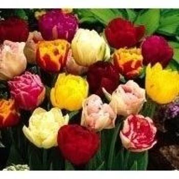 100 Bulbos de Tulipanes Dobles Mezcla - Envío Incluido