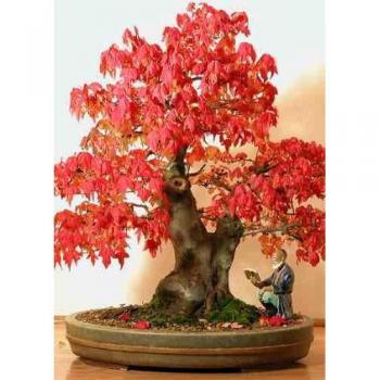 Tropica Bonsai arce rojo (Acer rubrum) - 20 semillas