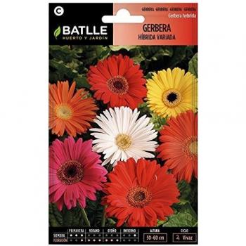 Gerbera HIBRIDA Variada