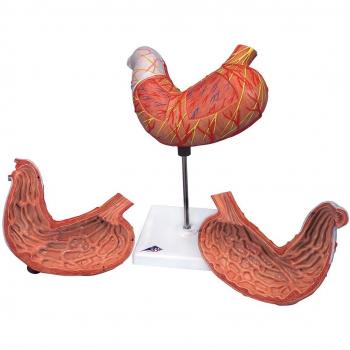 3B Scientific K15 Modelo de anatomía humana Estómago, En 2 Piezas + software de anatomía gratuito - 3B Smart Anatomy