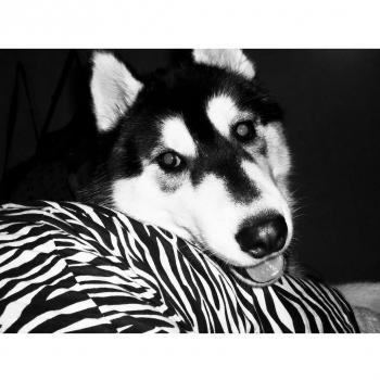Siberian Husky (32x24 inch, 80x60 cm) Silk Poster Seda Cartel PJ1D-387A