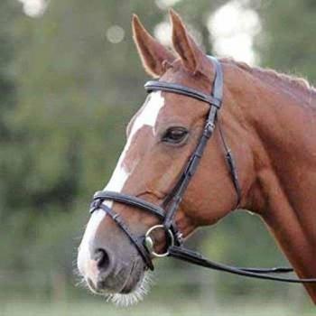 Shires - Avignon comodidad riendas