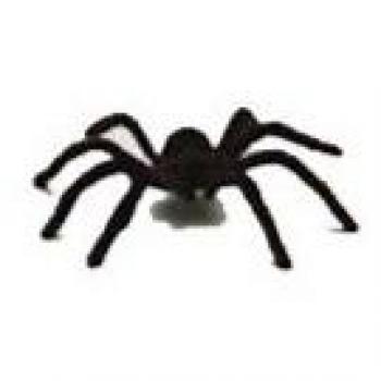 S. romá - Tarántula peluda
