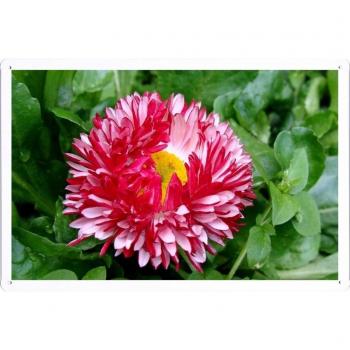 Metal cartel Cartel de chapa Hojalata sesión Flower Tin Sign Daisy Flower Leaves Herbs Drops Fresh Close-Up 42061 Retro Vintage Pared Decoración by hamgaacaan
