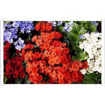 Metal cartel Cartel de chapa Hojalata sesión Flower Tin Sign Cineraria Flowers Bright Colorful Different Leaves 41084 Retro Vintage Pared Decoración by hamgaacaan