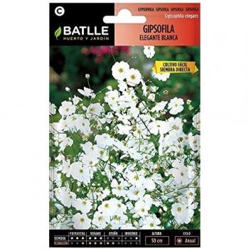 Gipsofila Elegante BLANCA