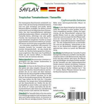 Saflax - Tamarillo - 50 semillas de Cyphomandra betacea - Arbre à tomates - Albero del pomodoro