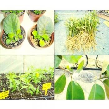 Propagación vegetal: prácticas: 73