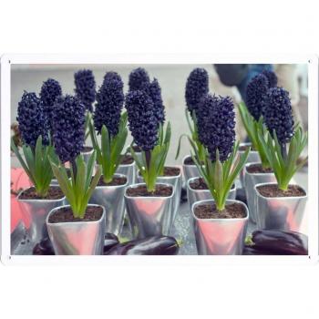 Metal cartel Cartel de chapa Hojalata sesión Flower Tin Sign Hyacinths Pots Purple Eggplant 45236 Retro Vintage Pared Decoración by hamgaacaan
