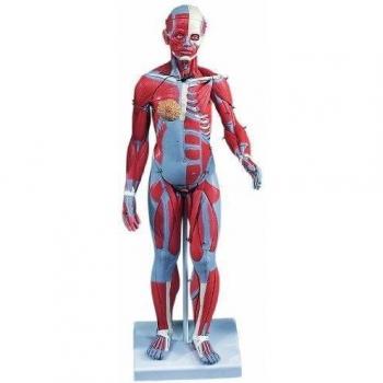 3B Scientific B55 Figura Completa de Doble Sexo Con Músculos, Con Órganos Internos, Desmontable en 33 Piezas - 3B Smart Anatomy
