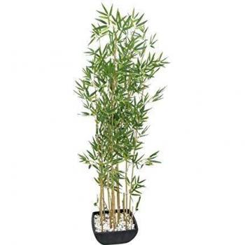 Europalms - Planta de bambú