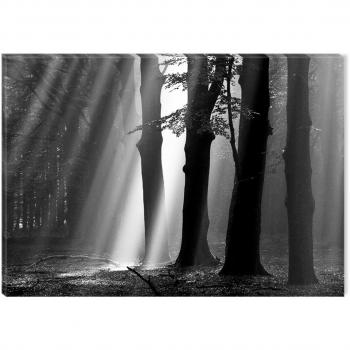 Startonight Cuadro sobre Lienzo en Blanco y Negro Luz en el Bosque, Impresion en Calidad Fotografica Enmarcado y Listo Para Colgar Diseño Moderno Decoración Formato Grande 60 x 90 CM