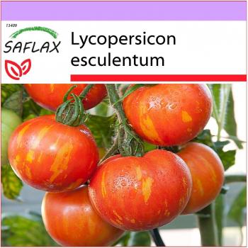 SAFLAX - Tomate Tigerella - 10 semillas de alta calidad para cultivar en tu jardín