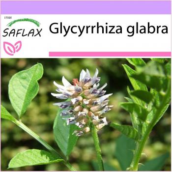 Saflax - Alcaçuz - 30 sementes - Glycyrrhiza glabra