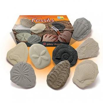 Fossil Imprint Stones - Set of 8 by Yellow Door