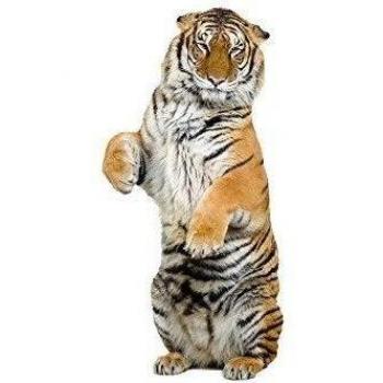 Graz Design - Adhesivo decorativo para pared, diseño de tigre rampante