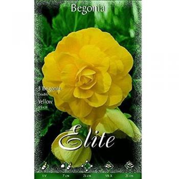 Bulbo Begonia doble amarilla 3 unidades
