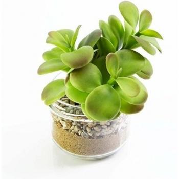 Suculenta en recipiente de cristal, verde, 12 cm, Ø 9 cm - Plantita en vaso / Recipiente de vidrio - artplants