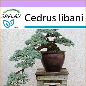Saflax - Bonsai - Cedro del Líbano - 20 semillas