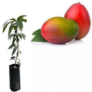 Mango - Magnifera indica