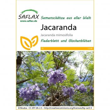 SAFLAX - Jacaranda mimosifolia - 50 semillas de la exótica y hermosa planta Jacaranda