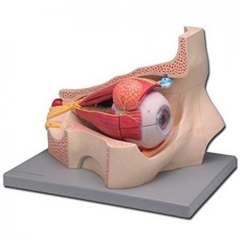 Gima 40033 - Modelo Ojo, 11 piezas, paquete de 1 unidad