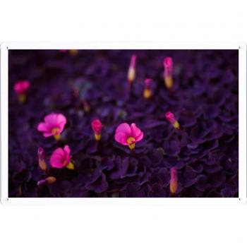 Metal cartel Cartel de chapa Hojalata sesión Flower Tin Sign Flowers Bright Young Beauty 24074 Retro Vintage Pared Decoración by hamgaacaan