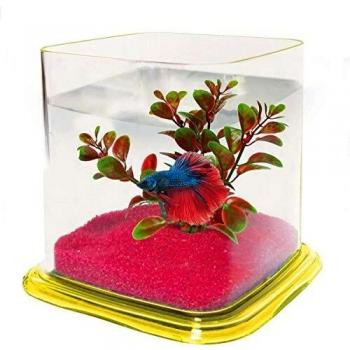 ICA PT072B Bettera Betta Paradise, Amarillo